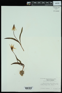 Erythronium albidum image