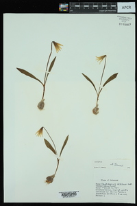 Erythronium albidum image