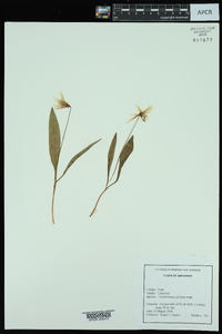 Erythronium albidum image