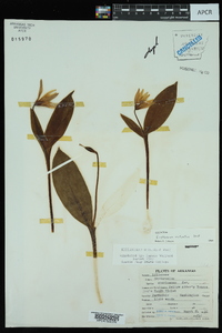 Erythronium rostratum image