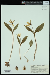 Erythronium rostratum image