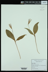 Erythronium rostratum image