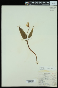 Erythronium rostratum image