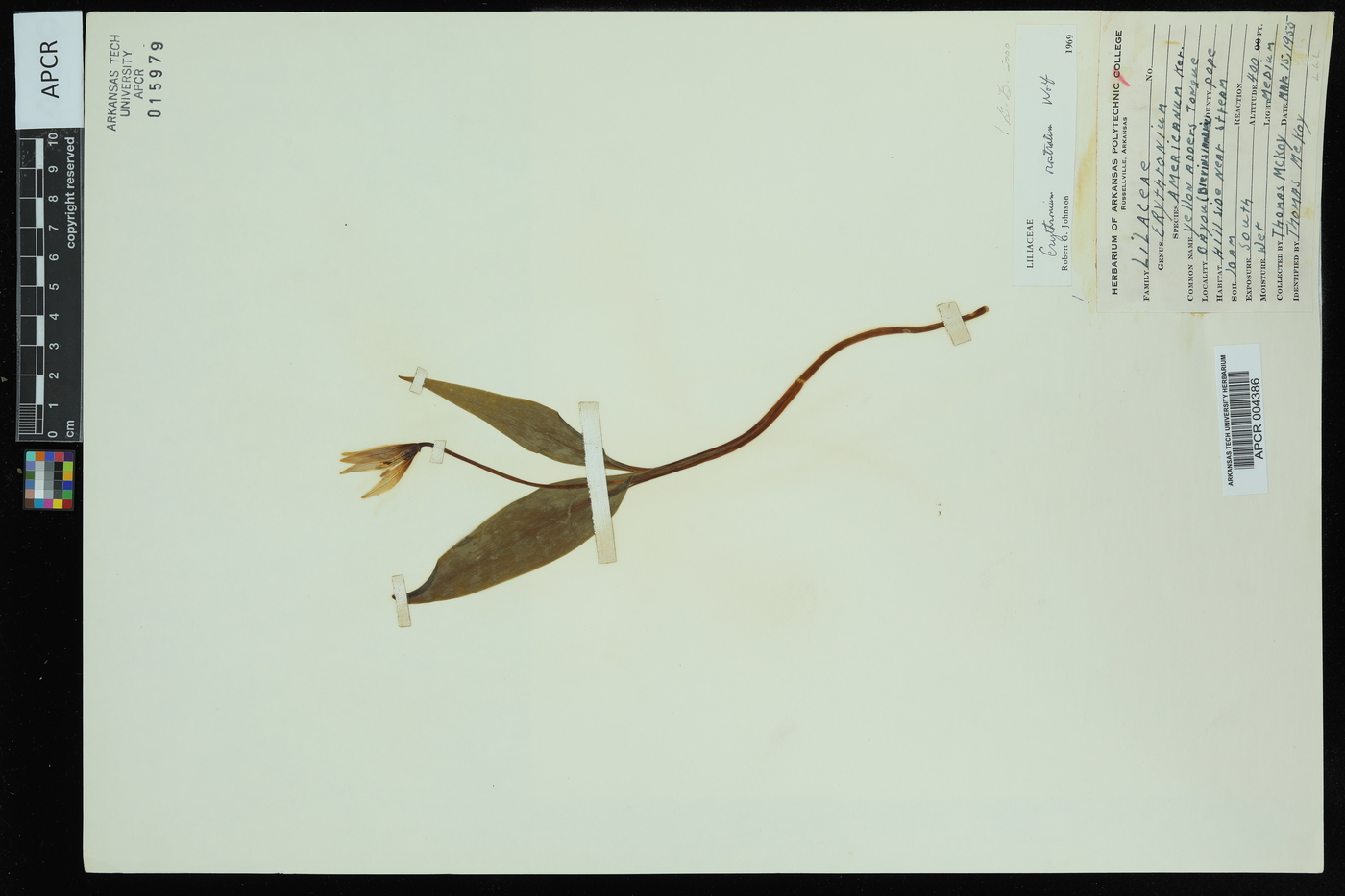 Erythronium rostratum image