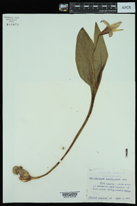 Erythronium rostratum image