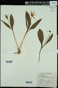 Erythronium rostratum image