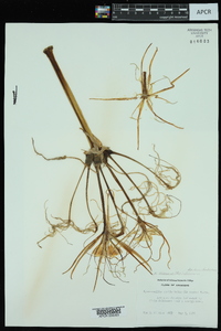 Hymenocallis liriosme image