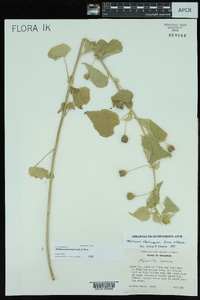 Abutilon fruticosum image