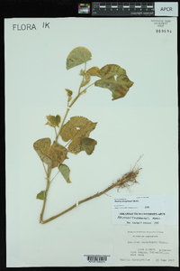 Abutilon theophrasti image