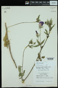 Callirhoe bushii image