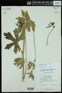 Callirhoe bushii image