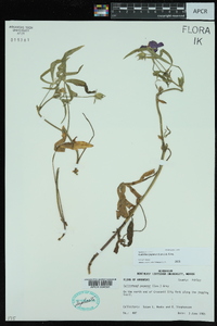 Callirhoe papaver image