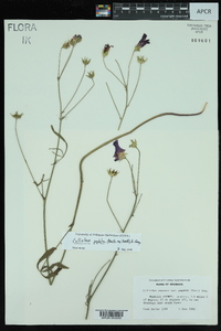 Callirhoe pedata image