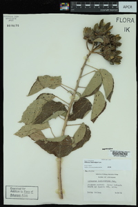 Hibiscus lasiocarpos image