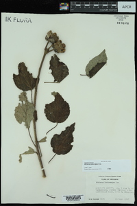 Hibiscus lasiocarpos image