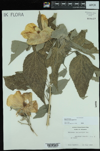 Hibiscus lasiocarpos image