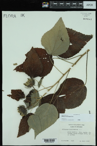 Hibiscus lasiocarpos image