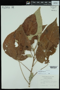 Hibiscus lasiocarpos image