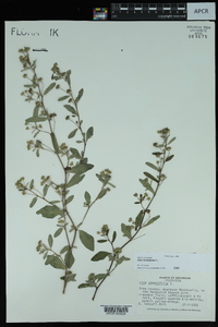 Sida rhombifolia image