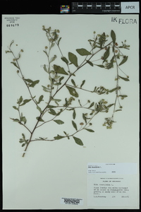 Sida rhombifolia image