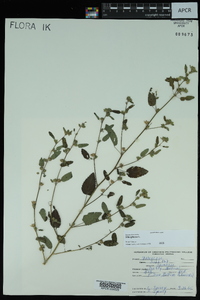 Sida spinosa image