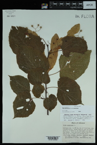 Tilia americana var. americana image