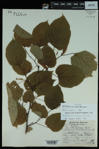 Tilia americana var. caroliniana image