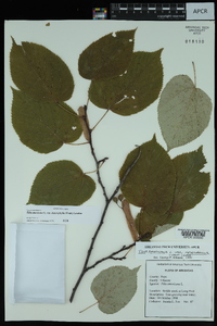 Tilia americana var. heterophylla image