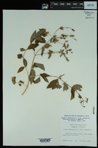 Rhexia mariana var. interior image