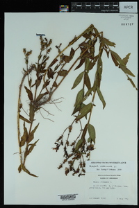 Rhexia virginica image