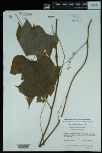 Calycocarpum lyonii image