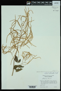 Aruncus dioicus var. pubescens image