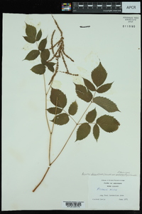 Aruncus dioicus image