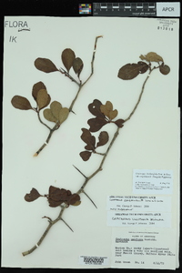 Crataegus berberifolia image