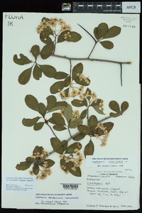 Crataegus berberifolia image