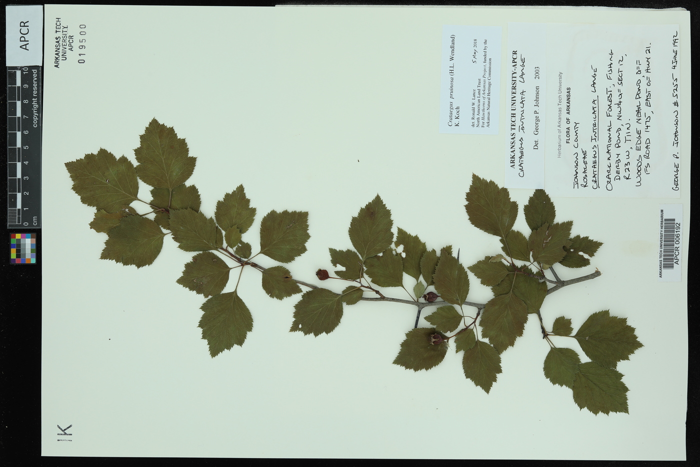 Crataegus intricata image