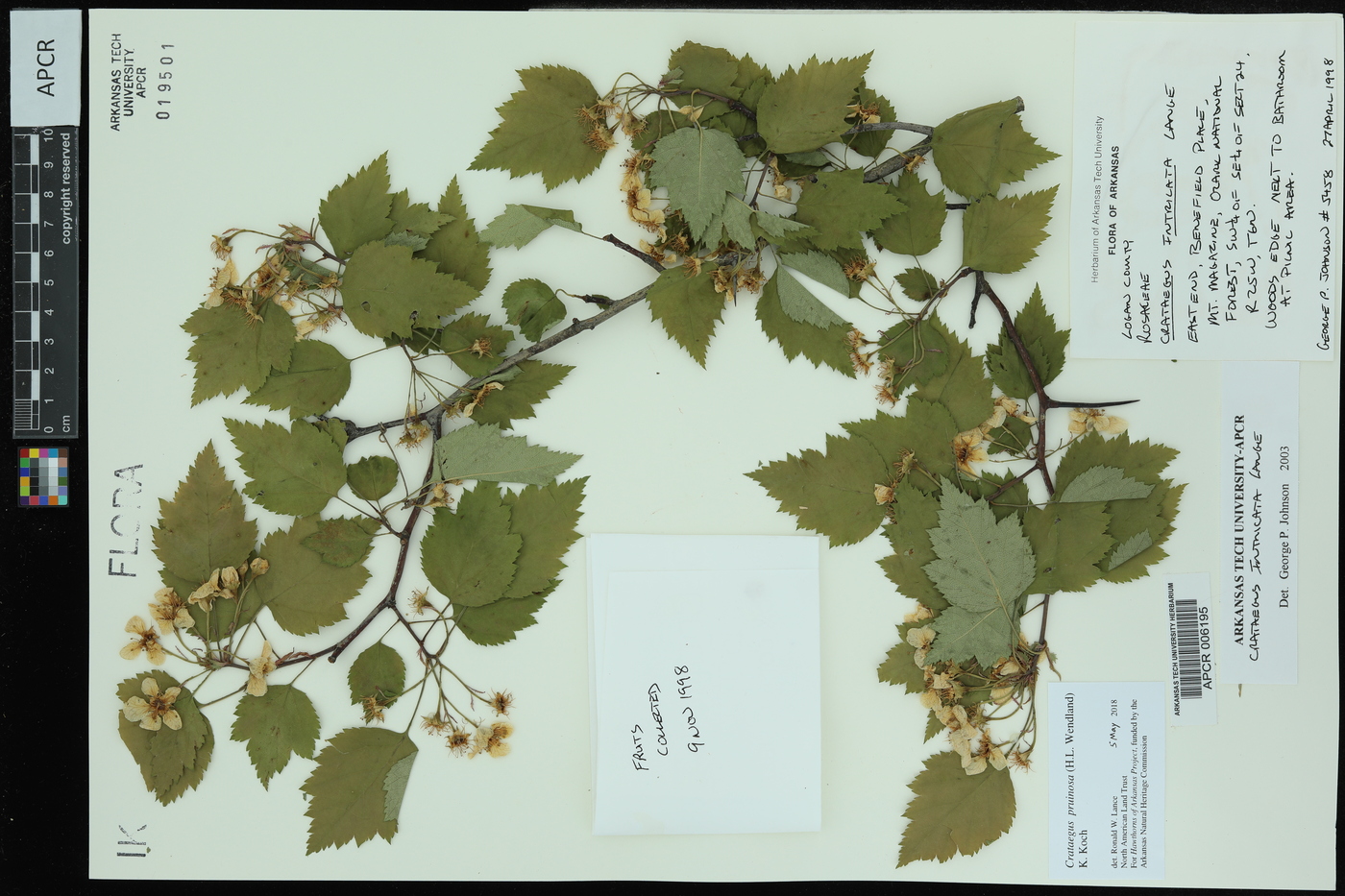 Crataegus intricata image