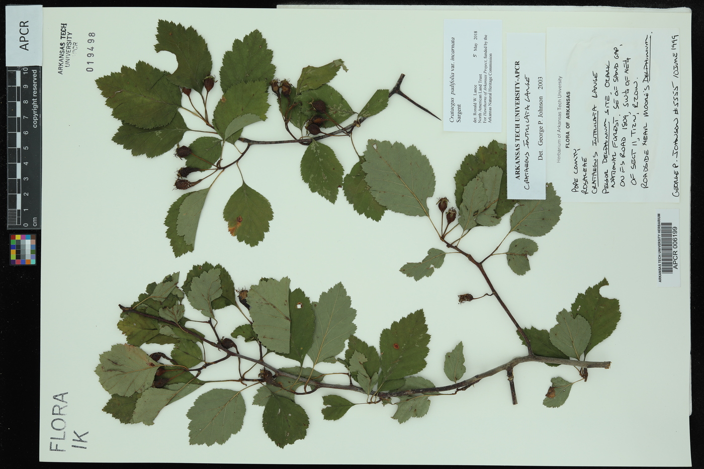 Crataegus intricata image