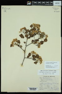 Crataegus marshallii image