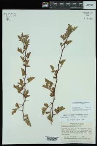 Crataegus marshallii image