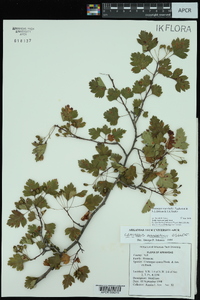 Crataegus marshallii image