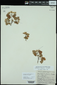 Crataegus marshallii image