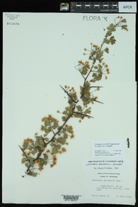 Crataegus marshallii image