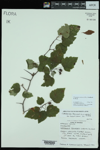 Crataegus pruinosa image