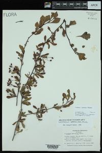 Crataegus spathulata image