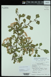 Crataegus spathulata image