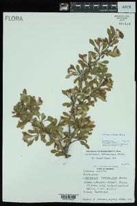 Crataegus spathulata image