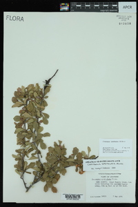 Crataegus spathulata image