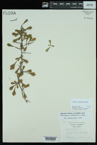 Crataegus spathulata image
