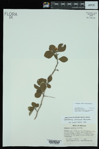 Crataegus uniflora image